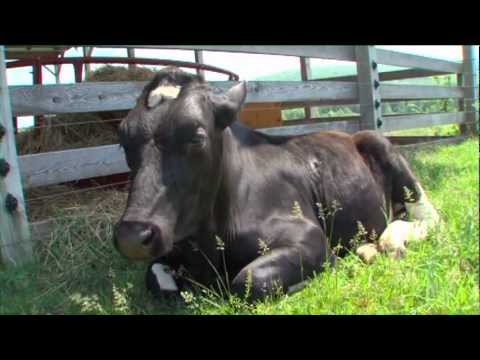 Ontario Veterinary College Promotional Video